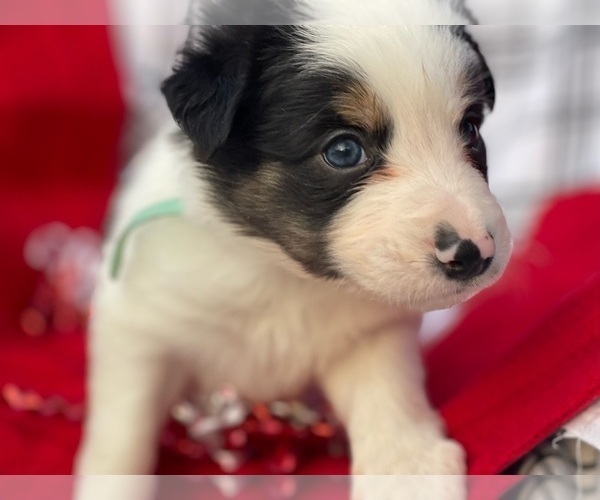 Medium Photo #1 Border Collie Puppy For Sale in KNOXVILLE, TN, USA