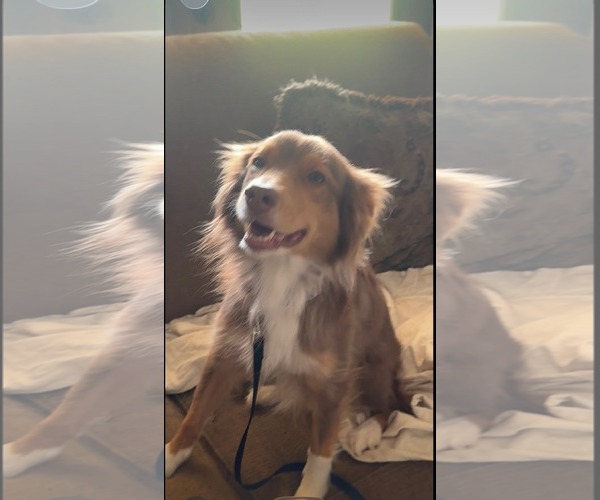 Medium Photo #3 Australian Shepherd Puppy For Sale in Cape May, NJ, USA