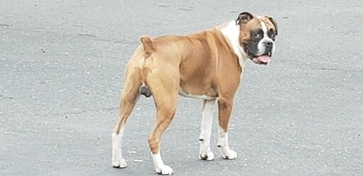 Medium Photo #1 Boxer Puppy For Sale in DERBY, CT, USA
