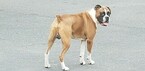 Small Photo #1 Boxer Puppy For Sale in DERBY, CT, USA