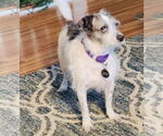 Small #2 Chihuahua-Parson Russell Terrier Mix