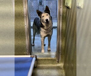 Siberian Husky Dogs for adoption in Downey, CA, USA