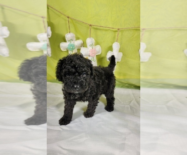 Medium Photo #2 Bernedoodle (Miniature) Puppy For Sale in BLACK FOREST, CO, USA