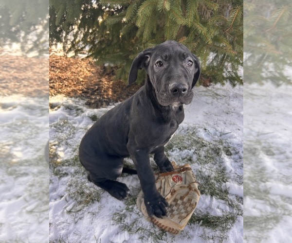 Medium Photo #2 Great Dane Puppy For Sale in MIDDLEBURY, IN, USA