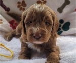 Puppy 12 Goldendoodle (Miniature)