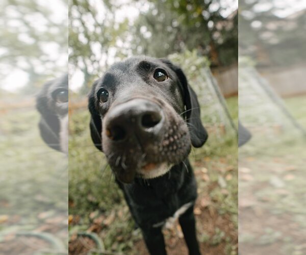 Medium Photo #4 Labrador Retriever-Unknown Mix Puppy For Sale in Fort Collins, CO, USA