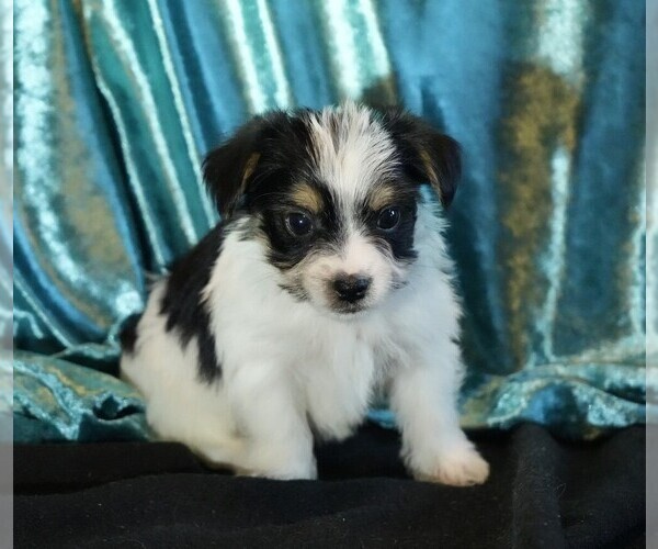 Medium Photo #2 Morkie Puppy For Sale in ROCK VALLEY, IA, USA