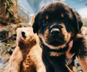 Rottweiler Puppy for sale in TACOMA, WA, USA