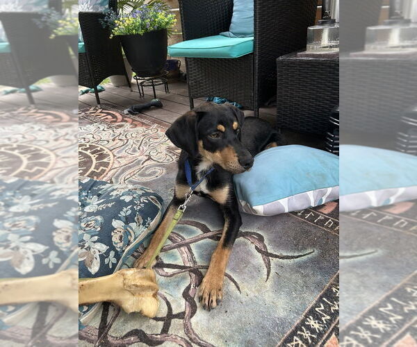 Medium Photo #2 Mutt Puppy For Sale in Brewster, NY, USA