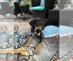 Small #1 Mutt