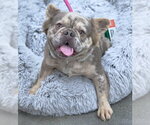 Small #5 French Bulldog