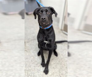 Labrador Retriever Dogs for adoption in Vaughan, Ontario, Canada