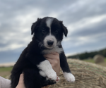 Small Photo #1 Border Collie Puppy For Sale in WILDWOOD, FL, USA