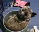 Puppy Puppy 1 Cairn Terrier
