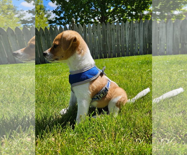 Medium Photo #3 Mutt Puppy For Sale in Plainfield, IL, USA