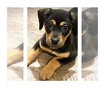 Small #6 Mutt