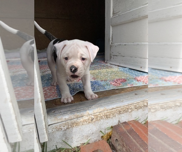 Medium Photo #21 American Bulldog Puppy For Sale in WALTERBORO, SC, USA