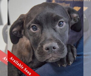 American Staffordshire Terrier-Unknown Mix Dogs for adoption in Huntley, IL, USA
