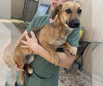 Small #3 Dachshund Mix