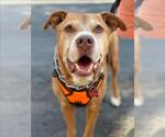 Small #2 American Pit Bull Terrier