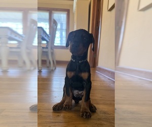 Medium Doberman Pinscher