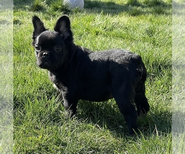 Medium Photo #1 French Bulldog Puppy For Sale in TACOMA, WA, USA