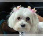 Small Photo #1 Maltese Puppy For Sale in NEWNAN, GA, USA