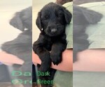 Small #4 Golden Retriever-Schnauzer (Giant) Mix