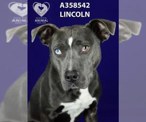 American Pit Bull Terrier Dogs for adoption in Stockton, CA, USA