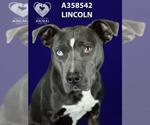 Small American Pit Bull Terrier