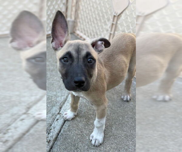 Medium Photo #5 Mutt Puppy For Sale in Pleasanton, CA, USA