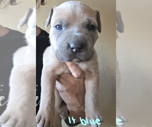 American Bully-Cane Corso Mix Puppy for sale in CHICORA, PA, USA