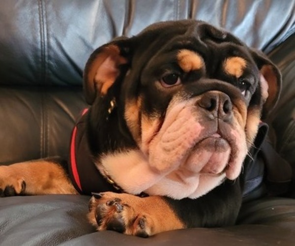 Medium Photo #2 English Bulldog Puppy For Sale in POPLAR, CA, USA