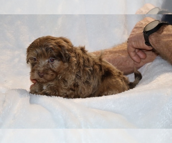 Medium Photo #10 ShihPoo Puppy For Sale in DYERSBURG, TN, USA