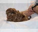 Small #9 ShihPoo