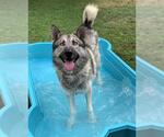Small #1 Siberian Husky