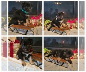 Alaskan Malamute-German Shepherd Dog Mix Puppy for sale in BEL AIRE, KS, USA