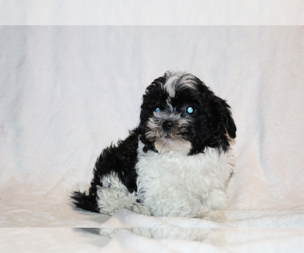 Medium Photo #7 ShihPoo Puppy For Sale in DYERSBURG, TN, USA