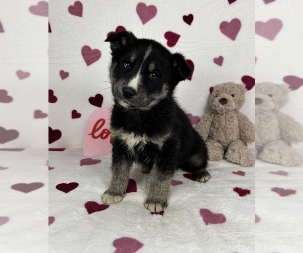 Medium Photo #4 German Shepherd Dog-Miniature American Shepherd Mix Puppy For Sale in FRANKLIN, IN, USA