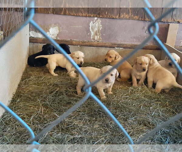 Medium Photo #1 Labrador Retriever Puppy For Sale in NEW GERMANY, MN, USA