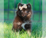 Small Photo #20 Pomeranian Puppy For Sale in WARSAW, IN, USA