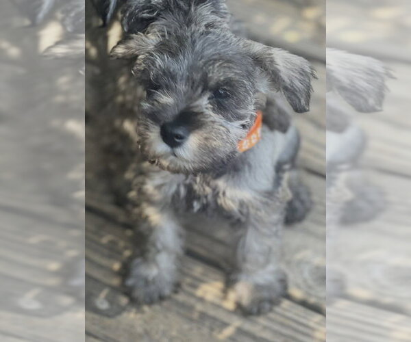 Medium Photo #2 Mutt Puppy For Sale in Dana Point, CA, USA