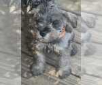Small #1 Mutt