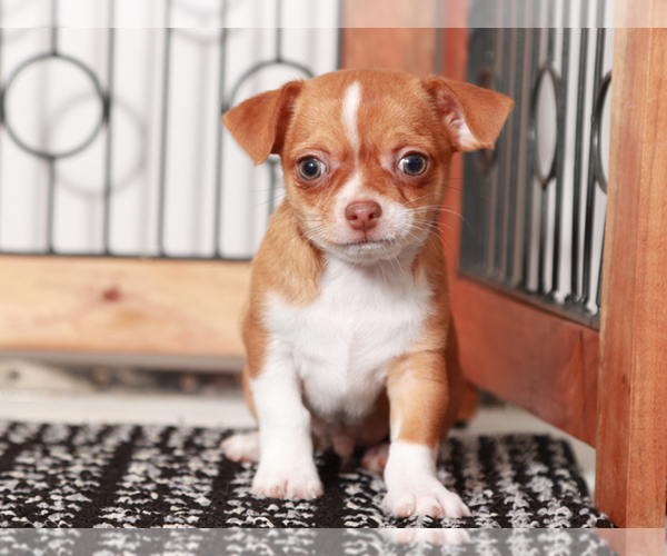 Medium Photo #3 Chihuahua Puppy For Sale in NAPLES, FL, USA