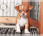 Small #2 Chihuahua