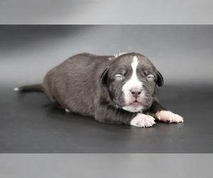 American Bully Puppy for sale in CHAMPAIGN, IL, USA