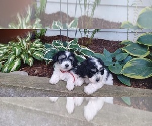Havashu-Maltese Mix Puppy for sale in DUNDEE, NY, USA