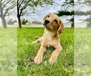 Labradoodle Puppy for sale in GREENFIELD, IN, USA
