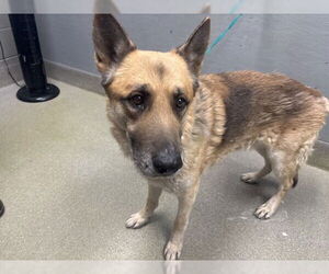 German Shepherd Dog-Unknown Mix Dogs for adoption in Las Vegas, NV, USA