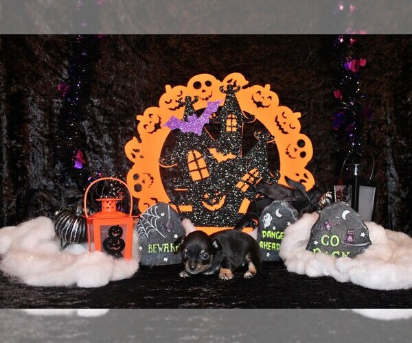 Medium Photo #2 Chihuahua Puppy For Sale in CHARLESTON, AR, USA